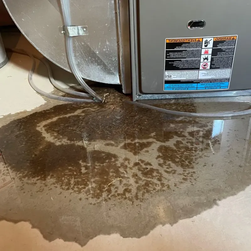 Pipe Burst and Leak Restoration in Bellevue, KY